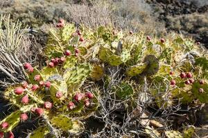 een cactus Aan de eiland van Tenerife foto