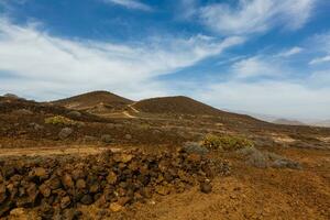 een cactus Aan de eiland van Tenerife foto