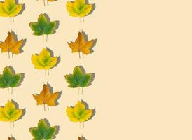 creatief patroon samenstelling van kleurrijk herfst bladeren Aan pastel achtergrond met kopiëren ruimte. seizoen concept. minimaal herfst of vallen idee. herfst esthetisch achtergrond. vlak leggen, top van visie. foto