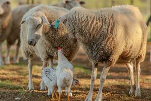 schapen en kip in een pen foto