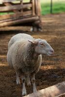 schapen in de kraal. schapen huisdieren Aan de boerderij foto