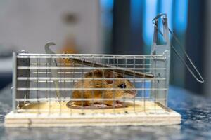 een muis gevangen in een muizeval, detailopname foto