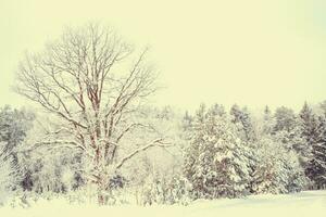 landschap. bevroren winter Woud met sneeuw gedekt bomen. foto