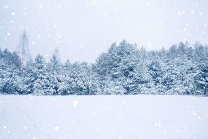 landschap. bevroren winter Woud met sneeuw gedekt bomen. foto