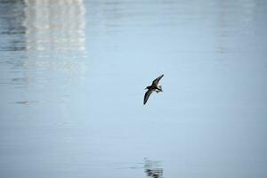 leidingen plevier vogel met Vleugels uitgestrekt in vlucht foto