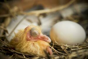nieuw geboren van homing duif in rietje nest foto