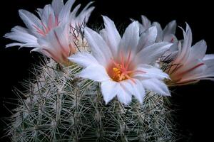 dichtbij omhoog wit bloem van coryfantha cactus foto