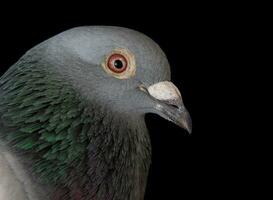 dichtbij omhoog gezicht van homing duif vogel Bill Aan zwart foto