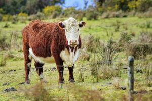 nieuw Zeeland koe in landelijk vee boerderij foto