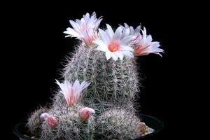 dichtbij omhoog coryfantha cactus bloem bloeiend foto