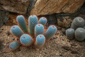 mooi kleurrijk van cactus Aan zand bodem foto