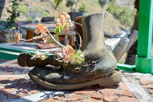 een oud bagageruimte met planten in het zittend Aan een steen patio foto