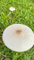 wild paddestoel schimmel in een veld- van groen gras. mooi detailopname van Woud champignons in gras, herfst seizoen. weinig vers paddestoelen, groeit in groen gras herfst foto