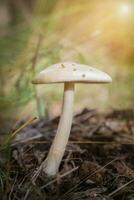 de meest giftig paddestoel amanita falloïden in de Woud detailopname. foto