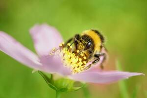 hommel Aan een bloem macro. hommel verzamelt bloem nectar foto