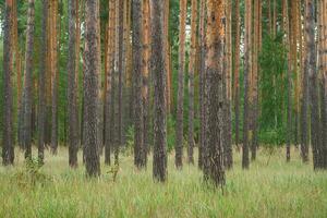 groot, natuurlijk mooi pijnboom bomen foto