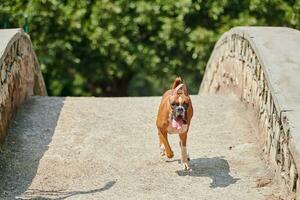 bokser hond rennen naar eigenaar Aan buitenshuis park brug, wandelen met volwassen huisdier in stad openbaar park foto