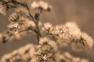 droog bloemen dichtbij omhoog. zacht focus. natuurlijk behang. verticaal foto. foto