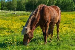 IJslands paard graast in een geel zomerveld foto