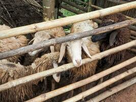 dier geit schapen boerderij natuur zoogdier lam schattig huiselijk landbouw koe mooi wit bruin kleur mooi huisdier landelijk gras toeter grappig kruid veld- varken platteland grappig dieren in het wild melk hoofd gezicht weide foto