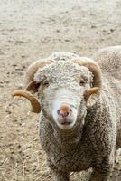 portret van gehoornd merino schapen op zoek omhoog foto