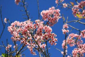wild himalayan kers bloesem of sakura bloem bloeiend gedurende de voorjaar seizoen concept foto