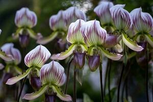 dames- pantoffel orchideeën of paphiopedilum callosum rchb stein stroomt in vol bloeien de inheems epifyt fabriek naar tropisch regenwoud van zuidoosten Azië foto