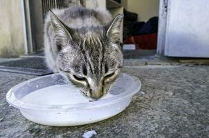 verlaten kat drinken melk foto