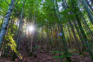 zon stralen schijnend door de diep groen Woud gedurende vroeg ochtend- in de bergen foto