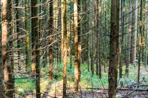 dichtbij omhoog schot van een jong Woud met dun bomen zonder bladeren foto