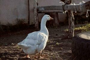 wit gans genieten van voor wandelen in tuin. huiselijk gans. gans boerderij. huis gans. foto