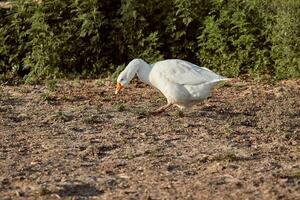 wit gans genieten van voor wandelen in tuin. huiselijk gans. gans boerderij. huis gans. foto