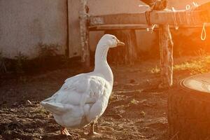 wit gans genieten van voor wandelen in tuin. huiselijk gans. gans boerderij. huis gans. zon gloed foto