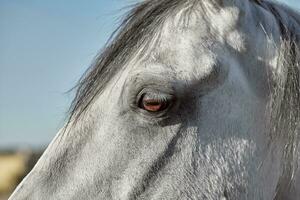 een dichtbij omhoog van de oog van een paard foto