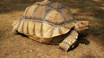 een groot bruin schildpad wandelingen Aan de grond foto