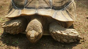 een groot bruin schildpad wandelingen Aan de grond foto