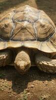 een groot bruin schildpad wandelingen Aan de grond foto