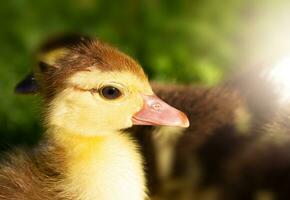 eend in de gras, dichtbij omhoog. dieren leven in de dorp foto