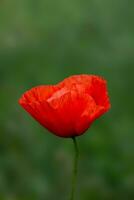 wild papaver of papaver bloemen Aan de veld. natuurlijk achtergrond foto