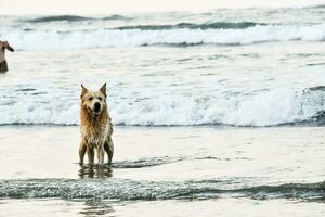 een hond staand in de water Bij de strand foto