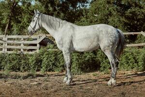 volbloed paard in een pen buitenshuis en foto