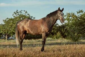 portret van baai paard in zomer Aan de veld- foto