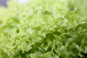 groen vers gecultiveerd sla salade bladeren dichtbij omhoog gebladerte structuur bio natuur behang groot grootte hoog kwaliteit ogenblik voorraad fotografie drukken foto