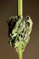 vers medisch marihuana geïsoleerd dichtbij omhoog achtergrond therapeutisch hennep knop Purper nevel botanisch hoog kwaliteit groot grootte ogenblik drukken voorraad fotografie foto