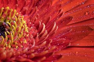 een dichtbij visie van een mooi rood gerbera bloem met water druppels. natuur achtergrond foto