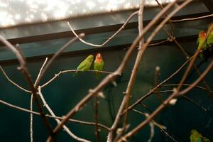 paar in liefde dichtbij vrienden papegaaien zitten Aan een detailopname Afdeling foto