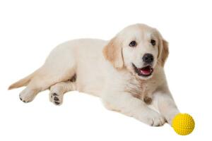 puppy gouden retriever Aan een wit achtergrond foto