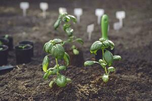 alleen maar geplant groen basilicum spruiten in bodem. biologisch eco zaailing. tuinieren concept. zonlicht, grond, klein tuin Schep. dichtbij omhoog foto