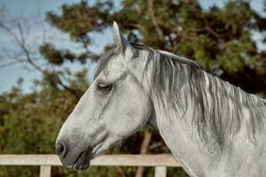 mooi grijs paard in wit appel, detailopname van uiteinde van een loop, schattig Look, manen, achtergrond van rennen veld, kraal, bomen foto