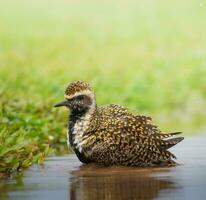 zwartharig plevier vanellus in water met reflectie foto